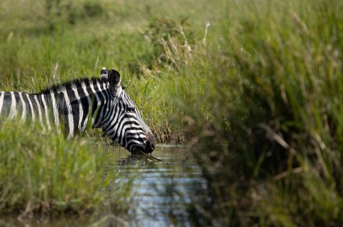 A zebra quenches her thirst in the midday heat
