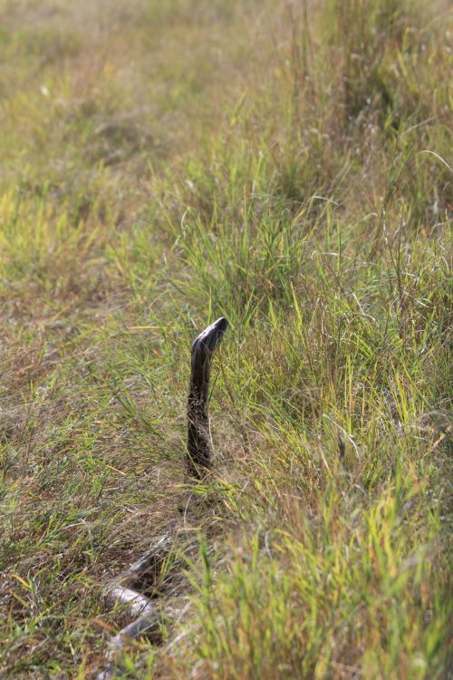 A python scans its surroundings before making a swift escape