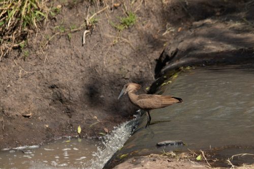 A hammerkop hunts for fish and frogs 