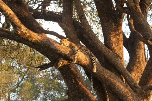 Romy the leopard surveys the landscape from a quintessential advantage point