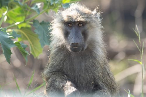 An olive baboon