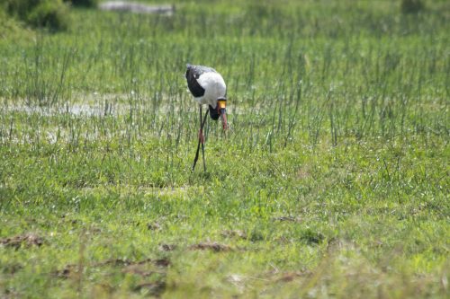 A saddle-billed stork wades in a marshland in search of its next meal