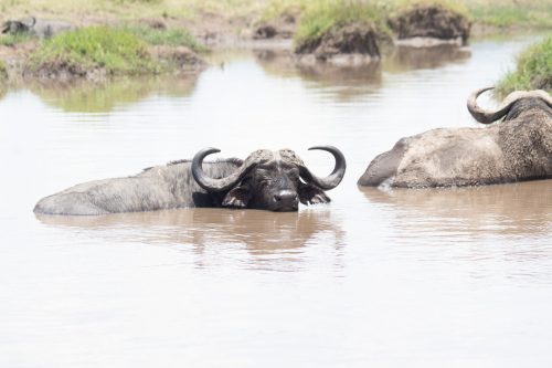 An old buffalo cools off in a muddy pond