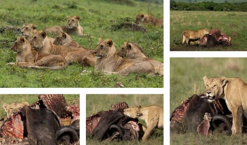 The Sausage Tree Pride brought down a large buffalo