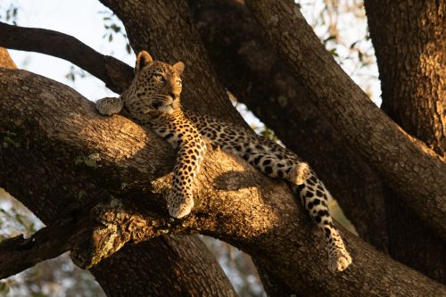 A leopard rests in a tall tree in the golden morning light