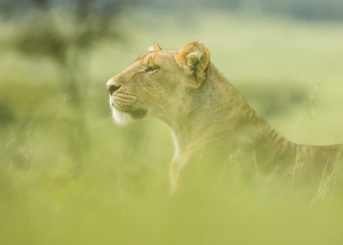 A lioness casts her gaze over the plains of the Mara Triangle