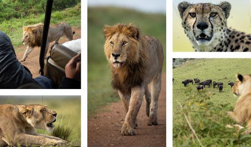 Cats aplenty in the Mara Triangle this week