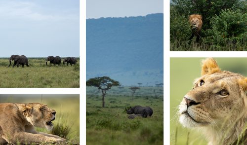 From elephant to black rhino, we've seen it all this week at Angama 