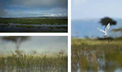 Cattle egrets, flooded grasslands and a frog’s eye view of the world