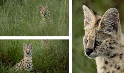 A family of servals play beside the road