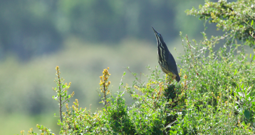 A Dwarf Bittern - a classic rain-wanderer that wanders with the storms. A regular but infrequently seen migrant in the Mara