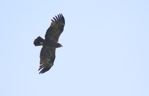 A large Steppe Eagle freshly arrived from the extensive grasslands of the Russian Steppe