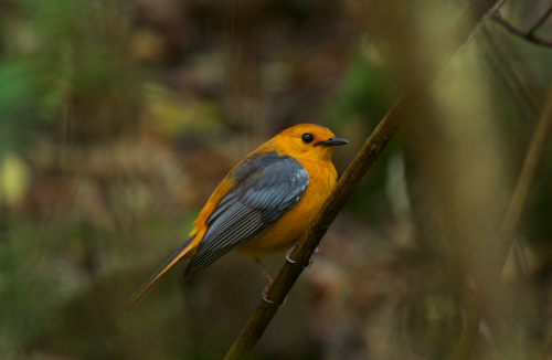 A relatively recent addition to the camp's resident bird list, the stunning red-capped robin-chat