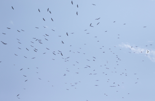 A swirling masse of White Storks soar over the camp