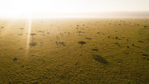 Gentle giants dwarfed by the aerial perspective