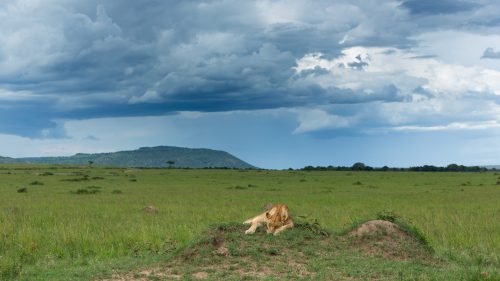 A lioness from the Owino Pride rests on a termite mound