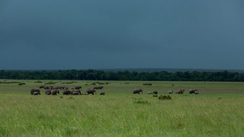 A family of elephants make their way through the Mara grasslands