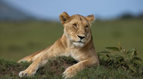 A warthog feeding nearby catches her attention