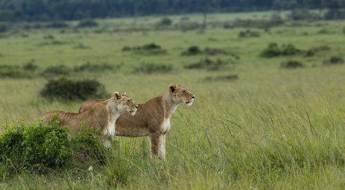 The Owino Pride females prepare for a hunt