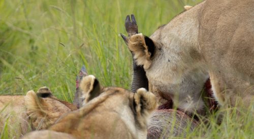 In a matter of seconds, the chase is over and the pride is feeding