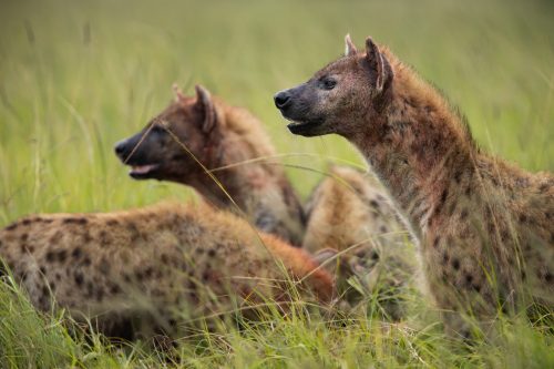 Hyenas from the North Clan move in to steal the kill