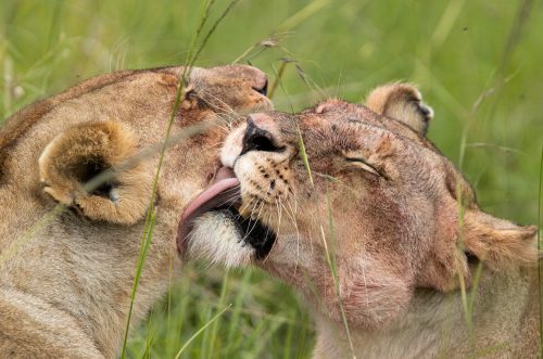 A tender moment of cleaning follows the feeding frenzy from moments earlier