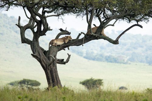 Mama Kali was often seen relaxing in a tree