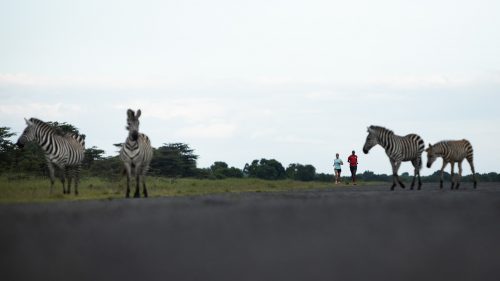 Plains game; zebra and giraffe congregate in the open space around the Angama airfield