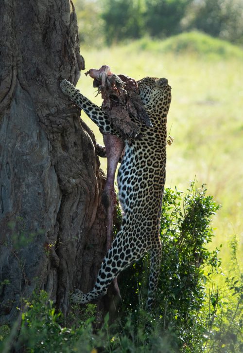 A female leopard hoists an ostrich leg into a tree