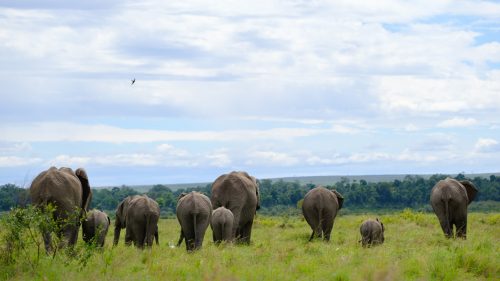 A family of elephant make their way towards the Mara River