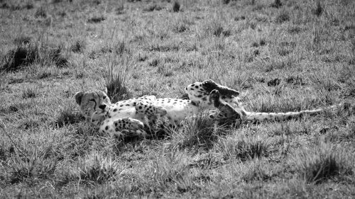 A lone cheetah drops her guard momentarily