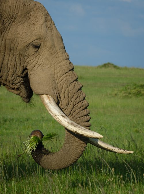 A Mara elephant enjoys the abundance of green grass brought on by the rainy season