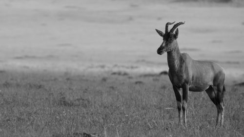 A vigilant topi plays sentry for his herd