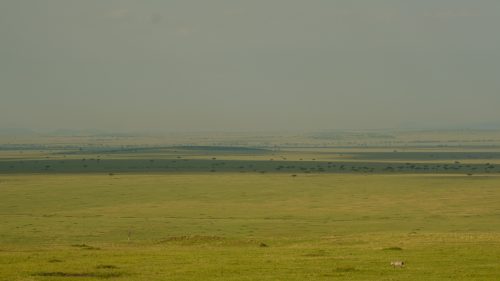 A lone zebra navigates the vastness of the Maasai Mara