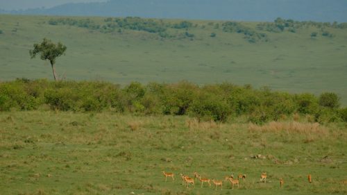 Safety in numbers for this herd of impala