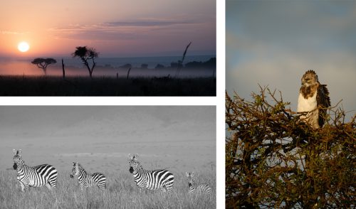 Resident species zebra and the black chested snake eagle take in the Mara sunrise