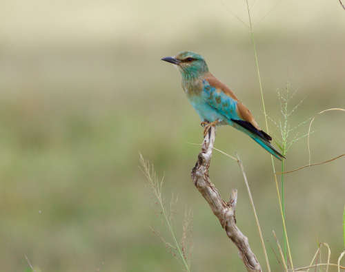 A Eurasian Roller - fresh in from eastern Europe