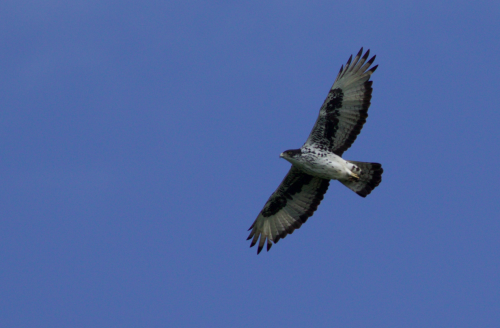 Good views of the resident African Hawk-eagle pair can be had from the North Camp deck most mornings