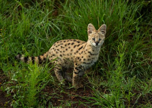 An unusually bold serval kitten alongside the road