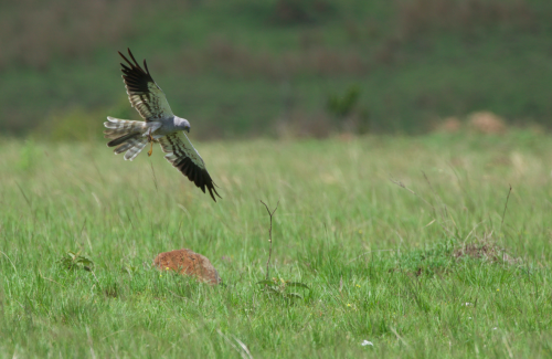 Male Montagu's Harrier hawking for locusts
