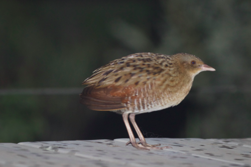 The almighty Corn Crake on the decking of Tent 12, North Camp