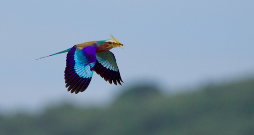 The resident Lilac-breasted Rollers never fail to inspire