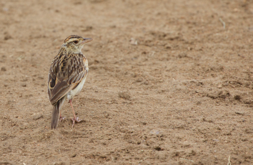 There's always time to stop and enjoy 'Nicky's bird' - aka the Rufous-naped Lark