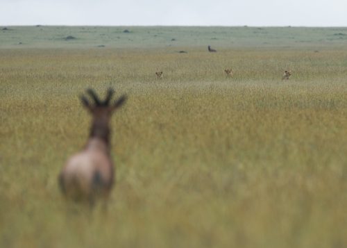 Spot the lions. A failed hunt of a Topi by three members of the Salt Lick Pride
