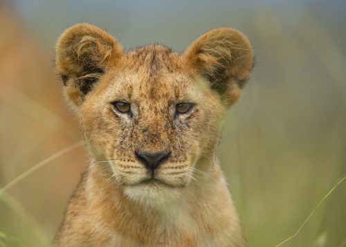 One of the seven cubs in the Salt Lick Pride looks out on the mothers moving through the long grass
