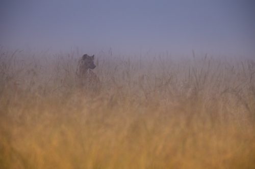 A hyena emerges from the morning mist
