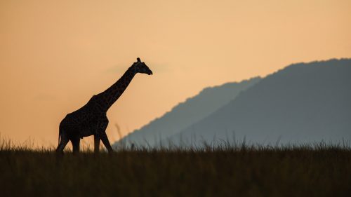 The lone figure of a male giraffe silhouetted against the backdrop of the Oloololo Escarpment 
