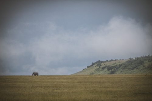 A lone elephant bull strides through the magnificent Mara landscape