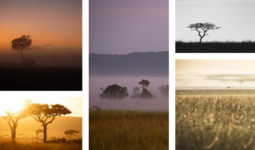 The pastel colours of early morning landscapes in the Mara 