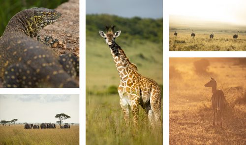 So much variety and abundance in the Maasai Mara throughout the year